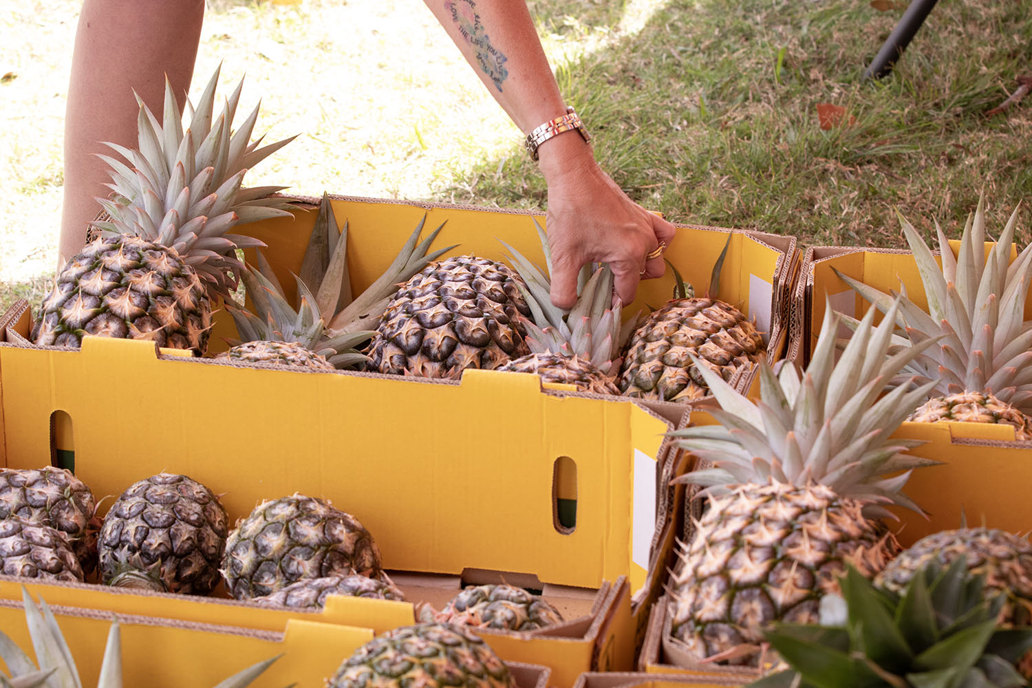 Rollingstone Pineapple Festival Saturday 31 August 2024